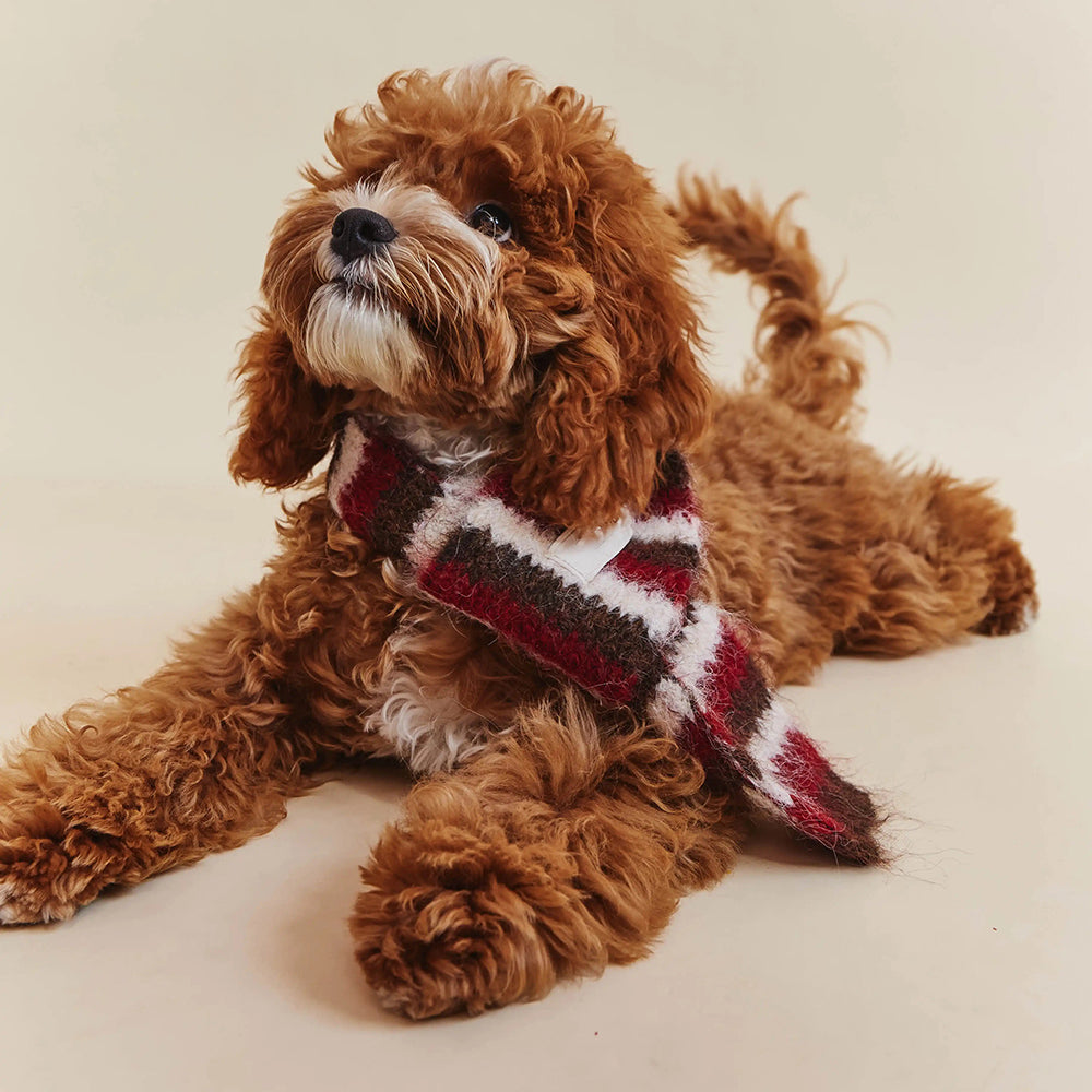 Cavapoo lying down in the Red Stripe scarf
