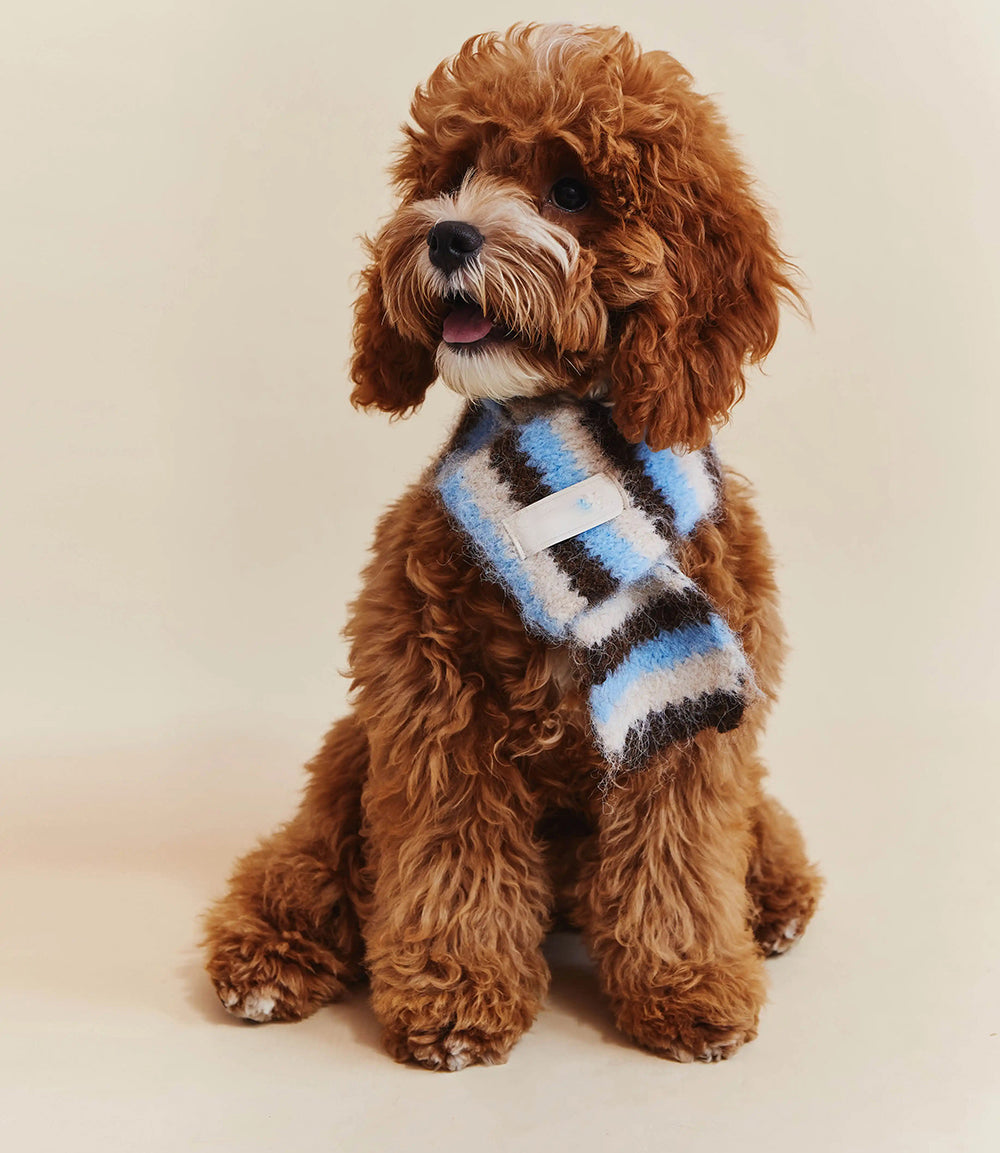 Poodle in the Blue Stripe knit scarf
