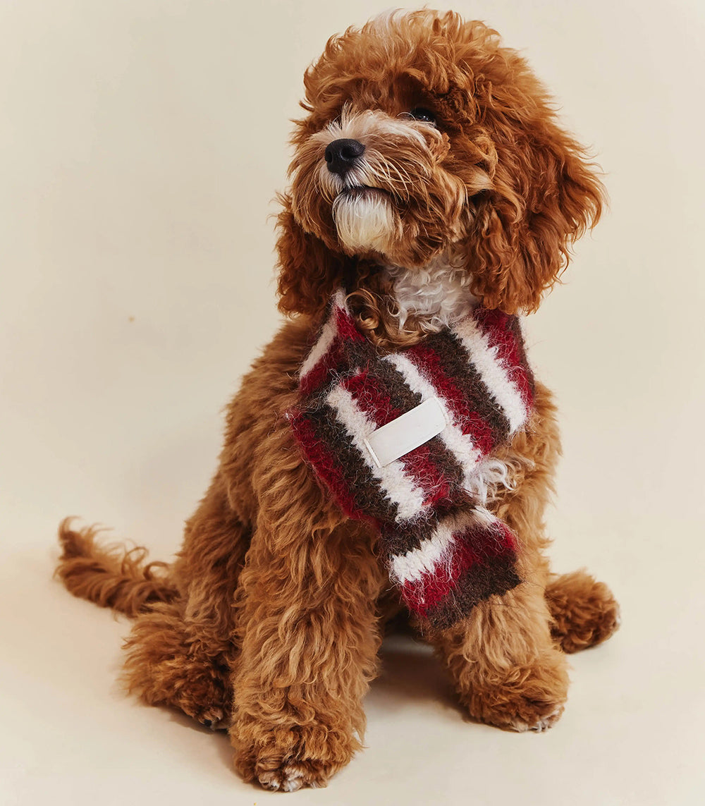 Poodle in the Red Stripe knit scarf