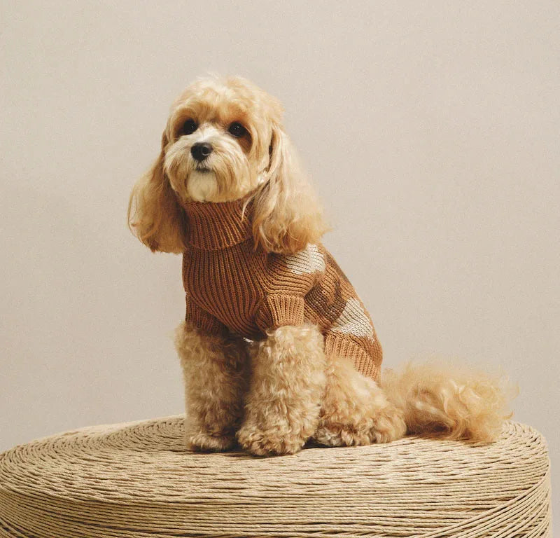 Small dog sitting in the caramel cotton turtleneck dog sweater