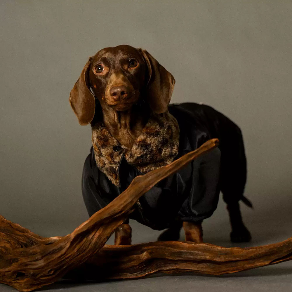 Urban Luxe Jacket (Dachshund only)