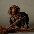 Urban Luxe Jacket (Dachshund only)