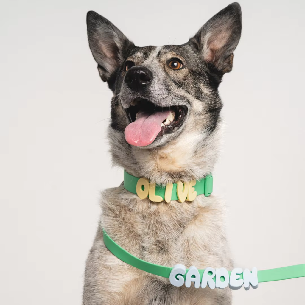 Dog wearing a green letter-charm collar spelling OLIVE