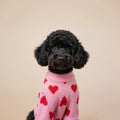 Black curly-coated dog wearing the pink heart dog sweater