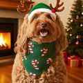 Doodle wearing the Candy Cane knit bandana by the fireplace