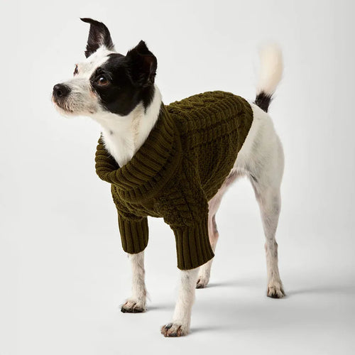 Small dog wearing the olive cable-knit turtleneck dog sweater