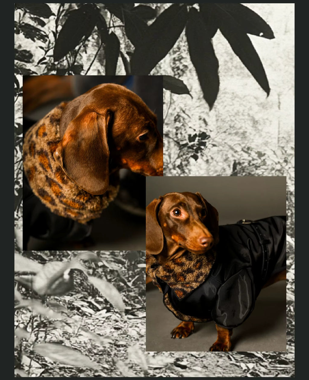 Urban Luxe Jacket (Dachshund only)