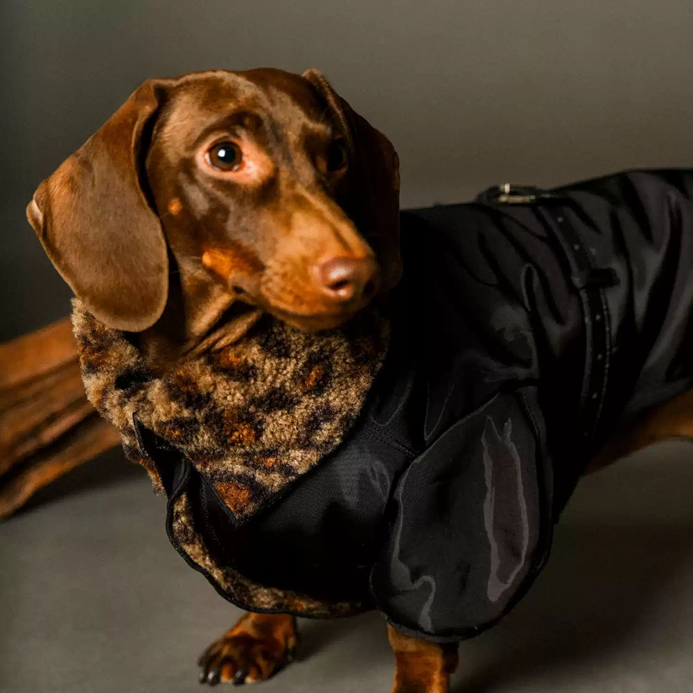 Urban Luxe Jacket (Dachshund only)