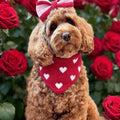 Curly-haired dog wearing the red knit Hearts dog bandana with a matching striped knit bow – Hearts + Bow Set